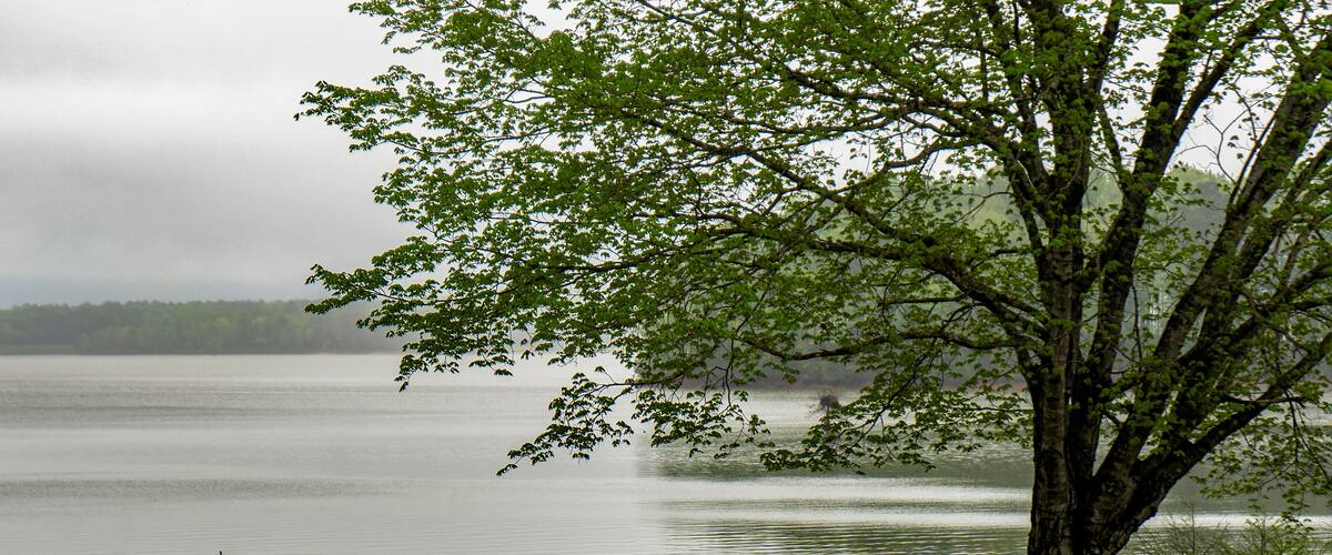 A lake with a large tree in the foreground and a small boat in the distance.