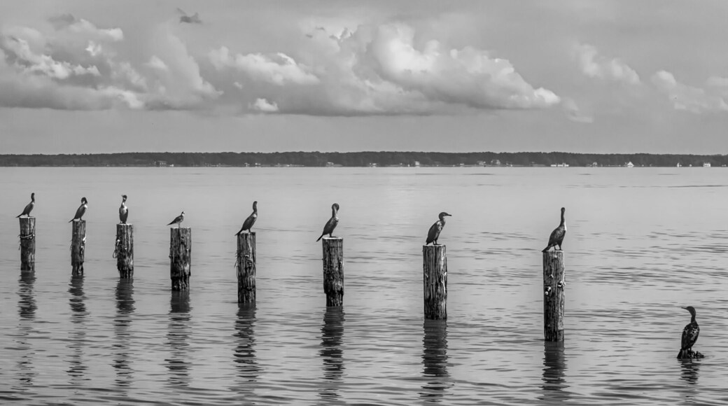 Bird Row