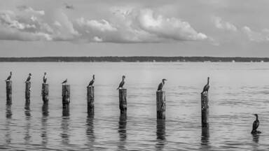 Bird Row