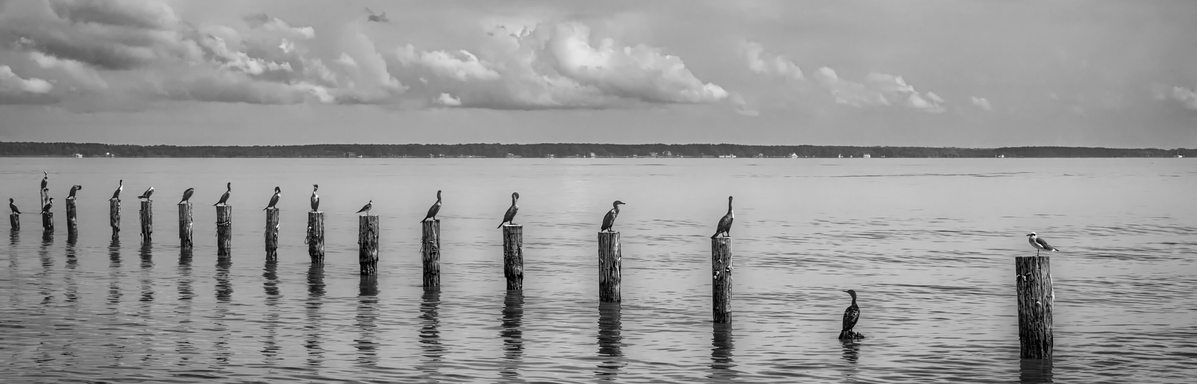 A calm body of water with wooden posts and birds perched on them, under a cloudy sky.