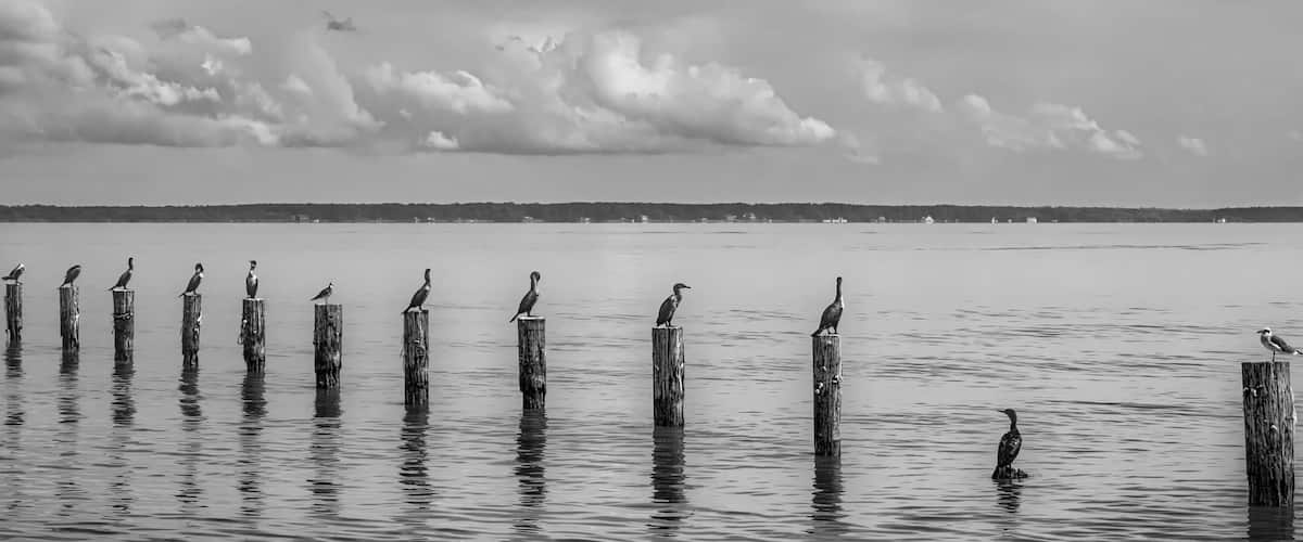 A calm body of water with wooden posts and birds perched on them, under a cloudy sky.