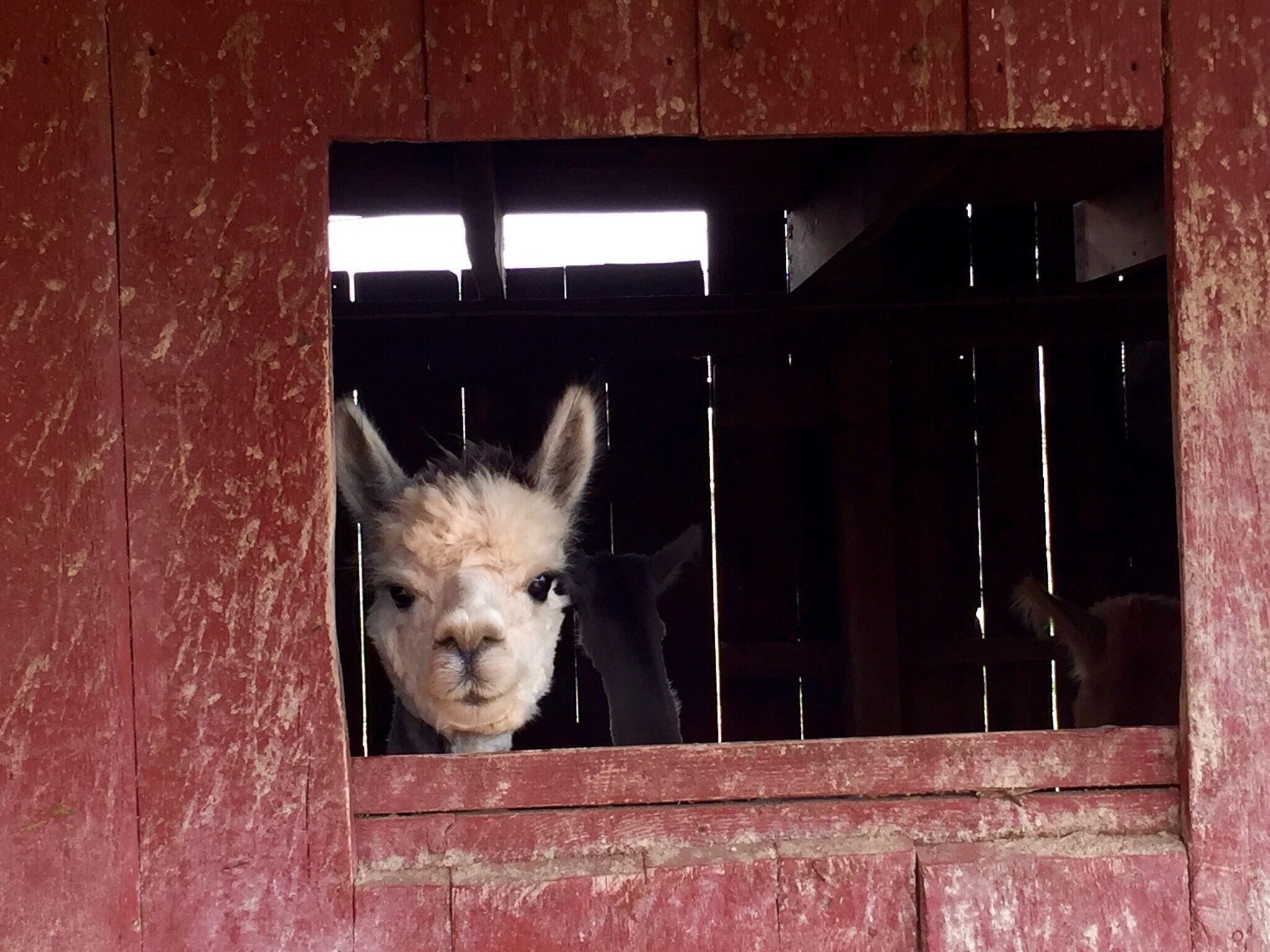 The best Bed and Breakfast, Elmwood Farms, now has five new residents. They are just a bit shy but are soooooo cute. 