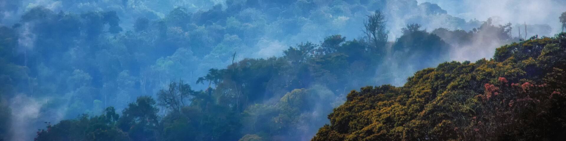 Tropical rainforest of Nyungwe National Park,Rwanda