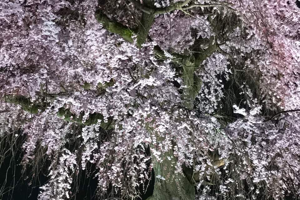 A cherry blossom tree at night.