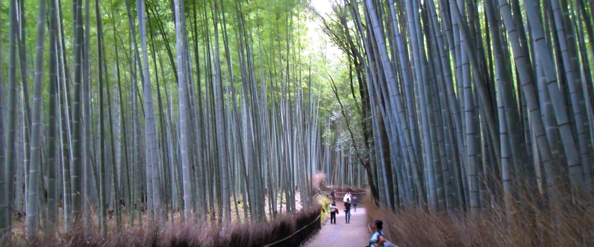The Bamboo Forest