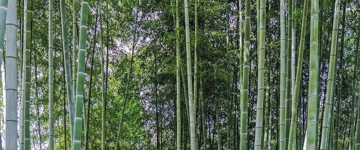Kodaiji is a beautiful temple in Gion. Plus, it has a nice bamboo grove that's much less crowded than the famous one in Arashiyama. A true hidden treasure #trovember