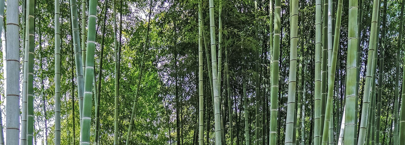 Kodaiji is a beautiful temple in Gion. Plus, it has a nice bamboo grove that's much less crowded than the famous one in Arashiyama. A true hidden treasure #trovember