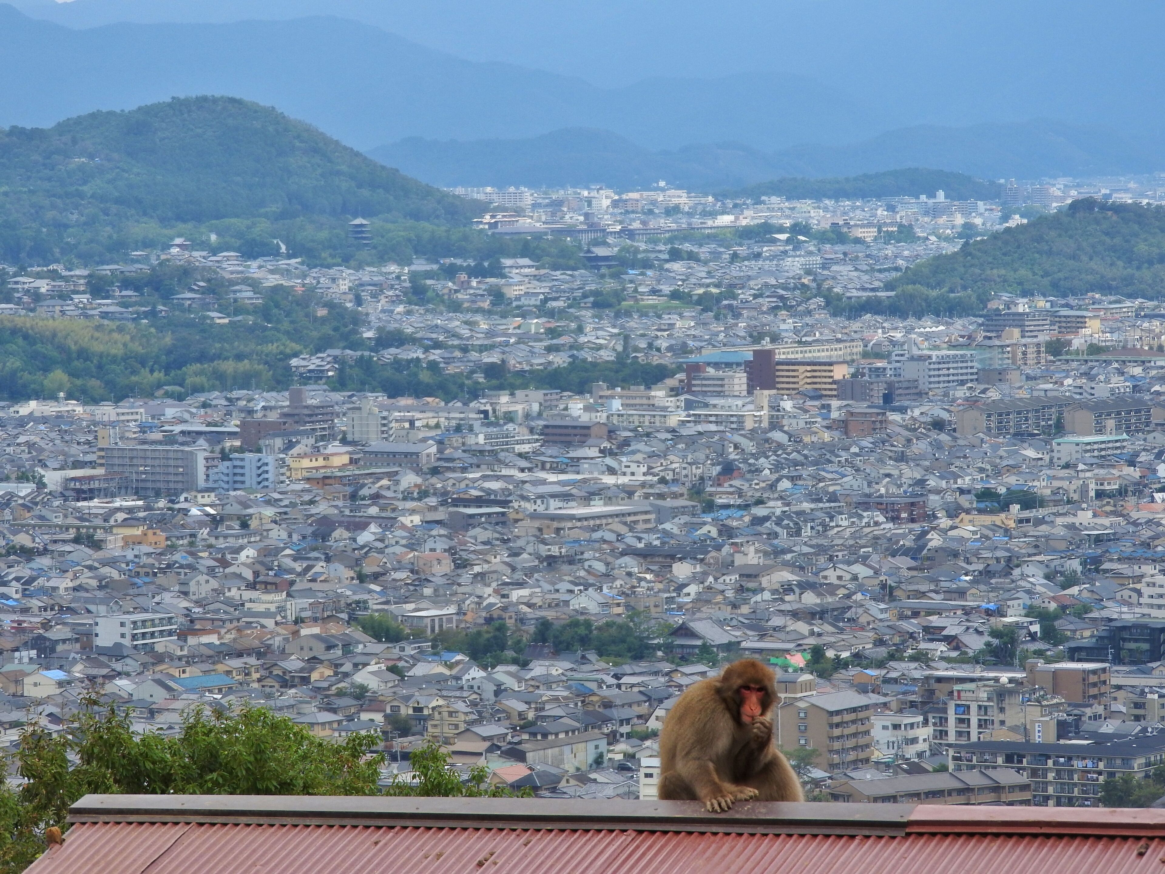 After a 20-min uphill walk you’ll be rewarded with a park with dozens of monkeys – yes, adorable babies included – and open views over Kyoto.

Find what to do on your first trip to Japan: https://www.geekyexplorer.com/japan-itinerary-two-weeks/

#kyoto #arashiyama #monkey #japan #asia