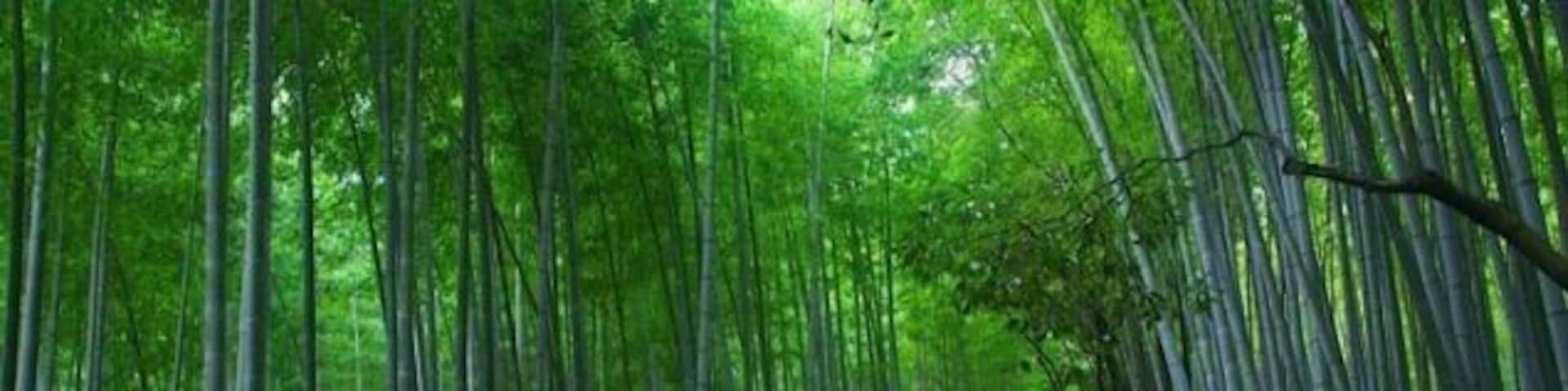 A pathway through a bamboo forest.