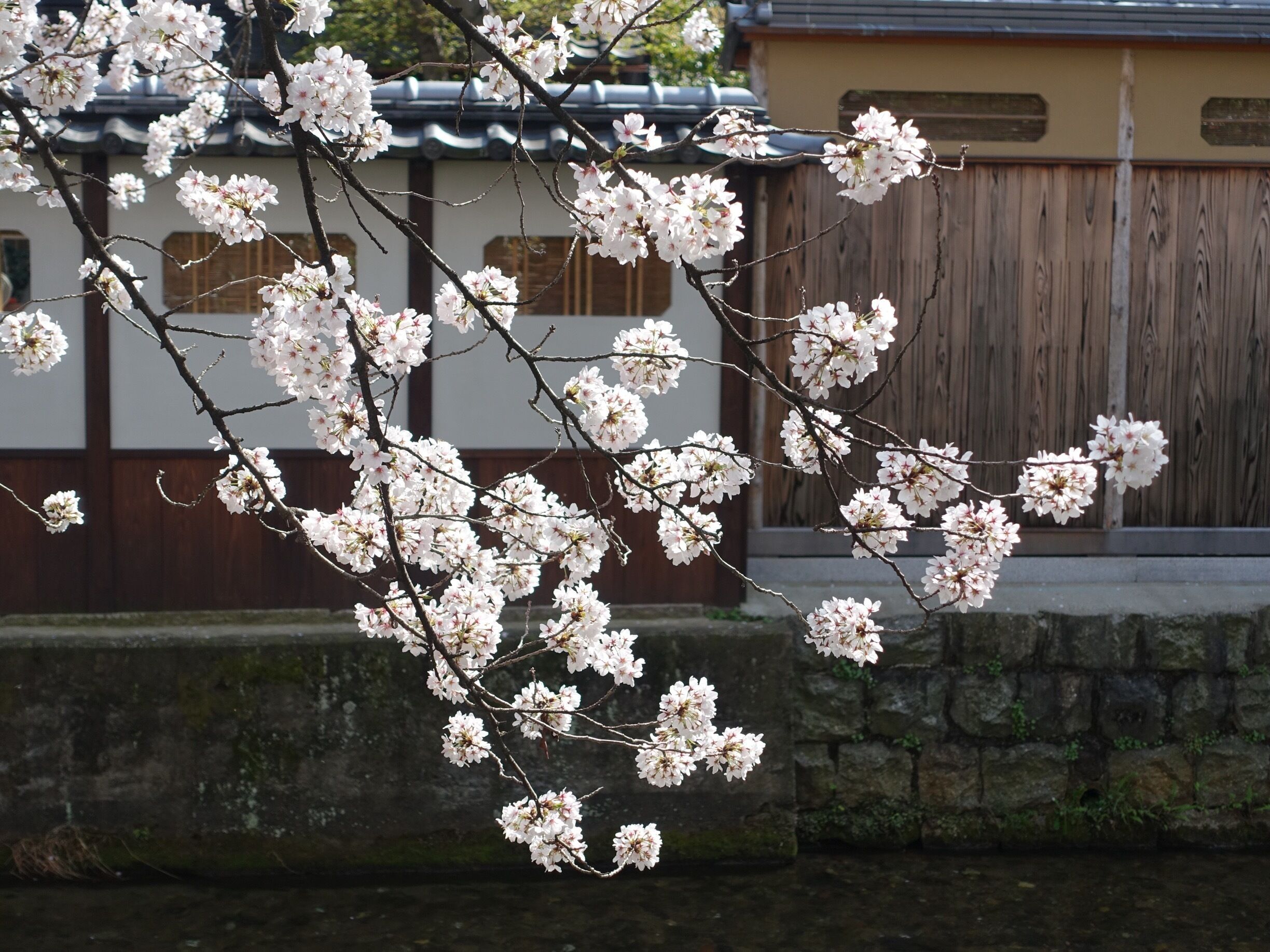 No matter where you go you can find them! Truly a beautiful season and best time of the year especially in Kyoto.