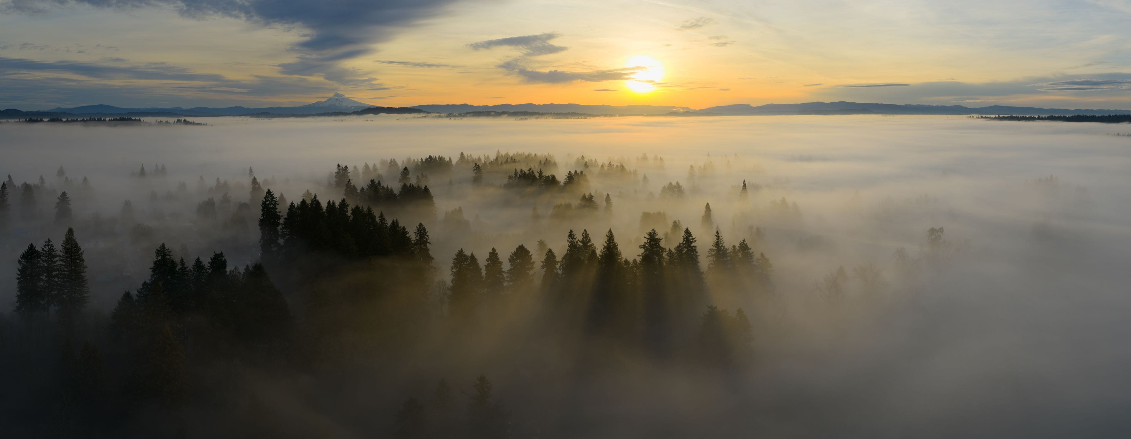 A forested landscape with a mountain in the distance and a sunrise or sunset.