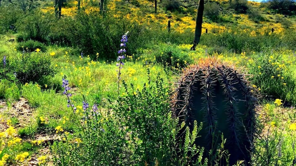 Desert Blooms