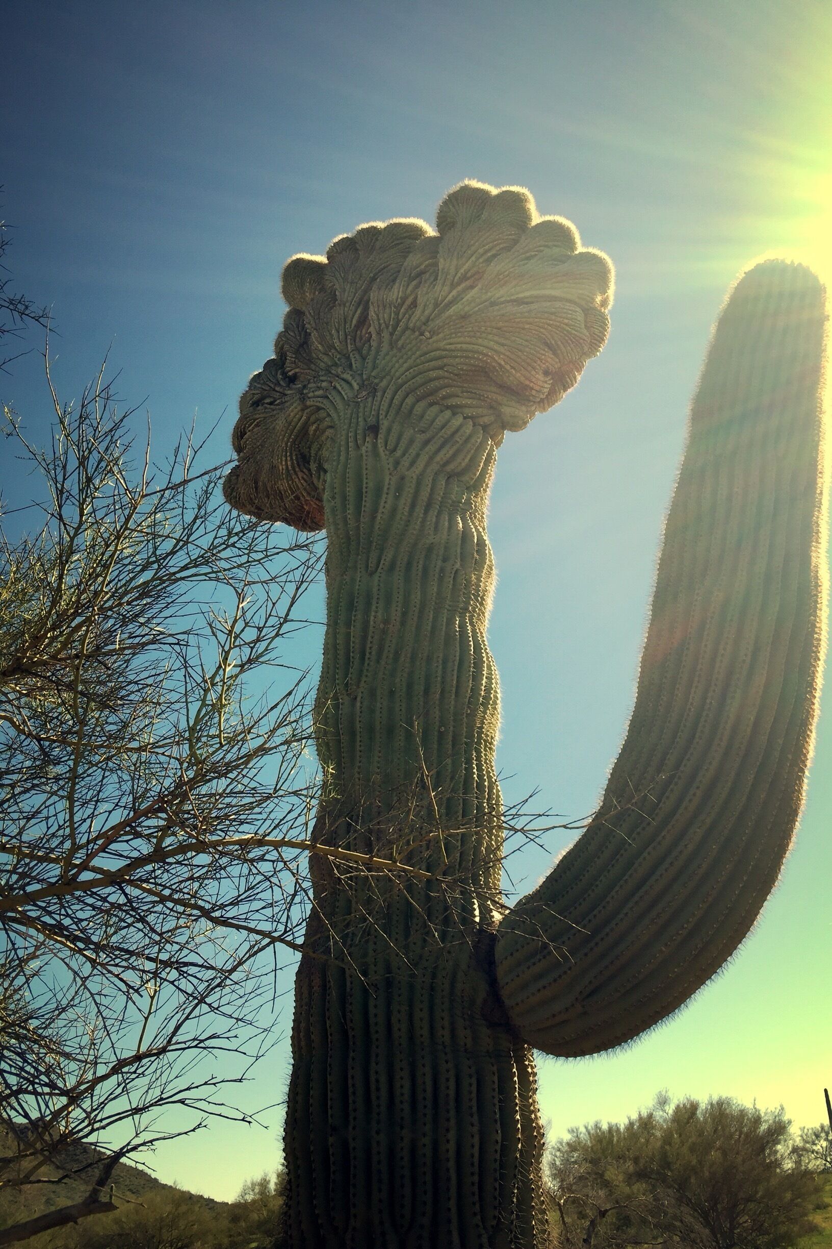 Crested Saguaro
