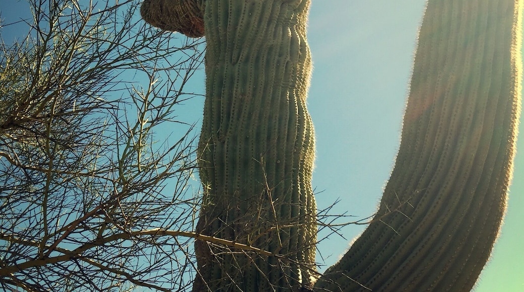 Crested Saguaro