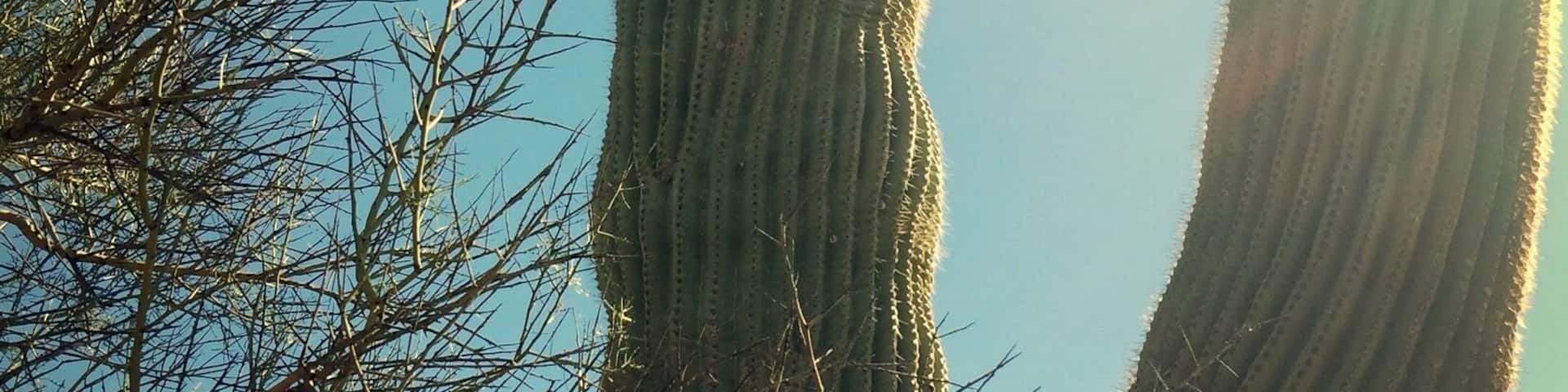 Crested Saguaro