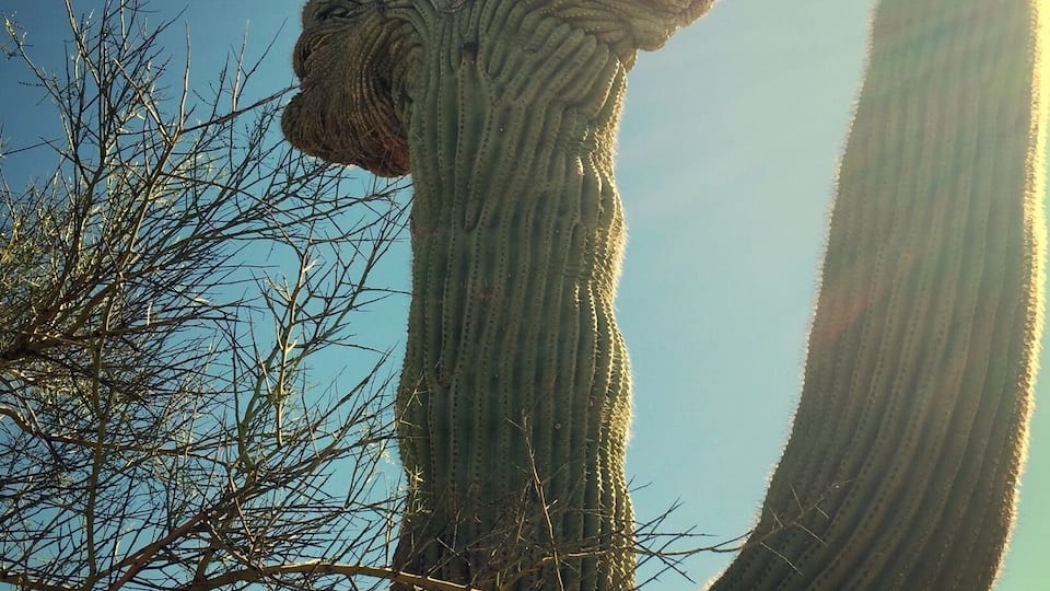 Crested Saguaro
