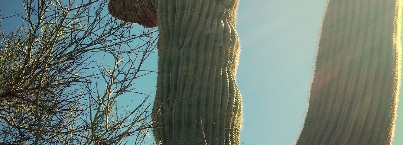Crested Saguaro