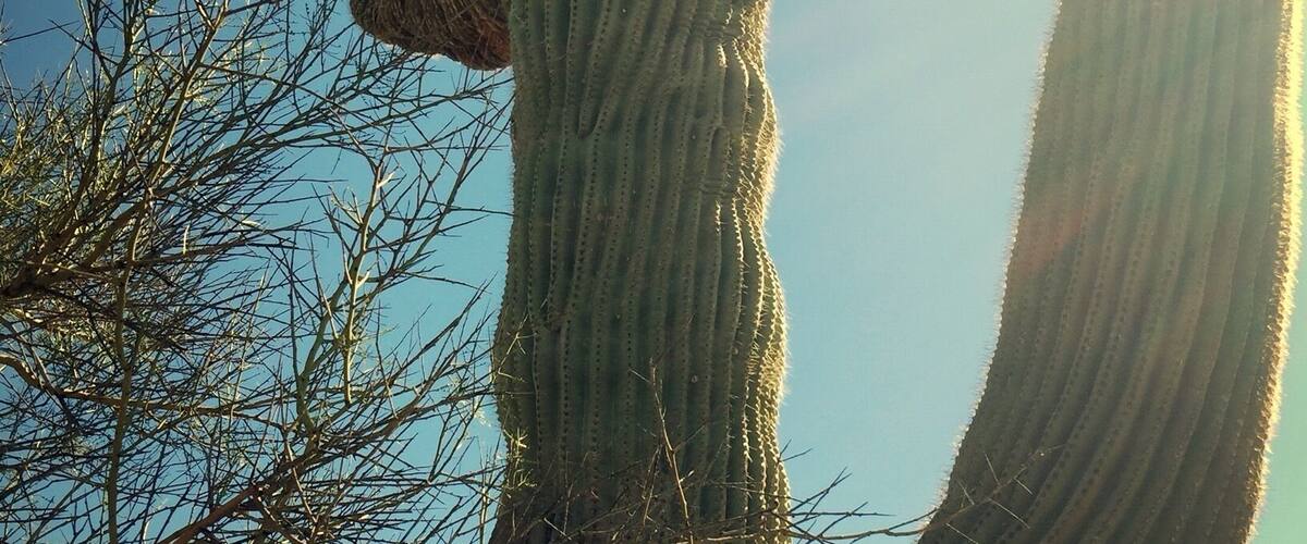 Crested Saguaro