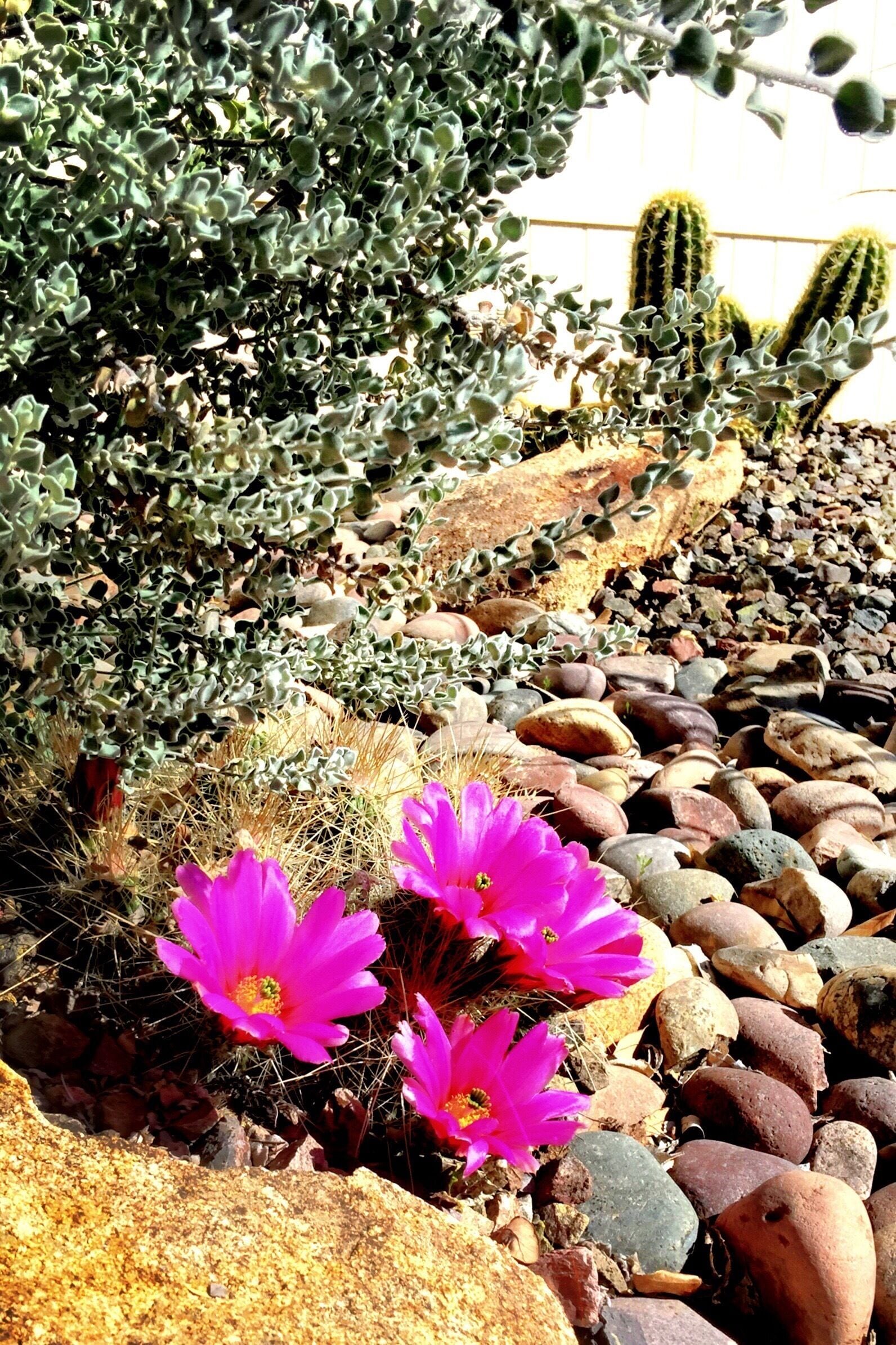 First bloom on my hedgehog cactus. 