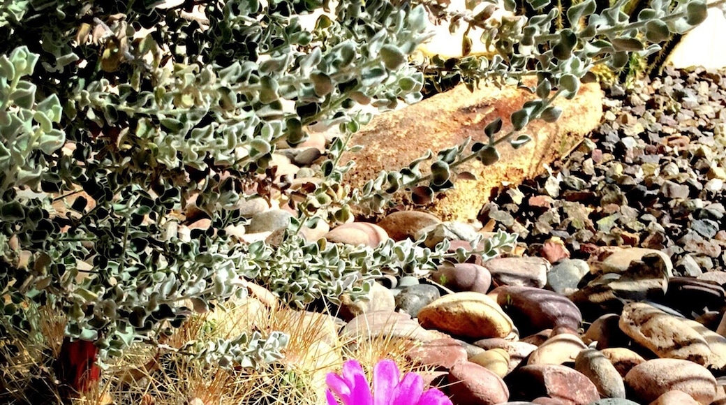 First bloom on my hedgehog cactus.