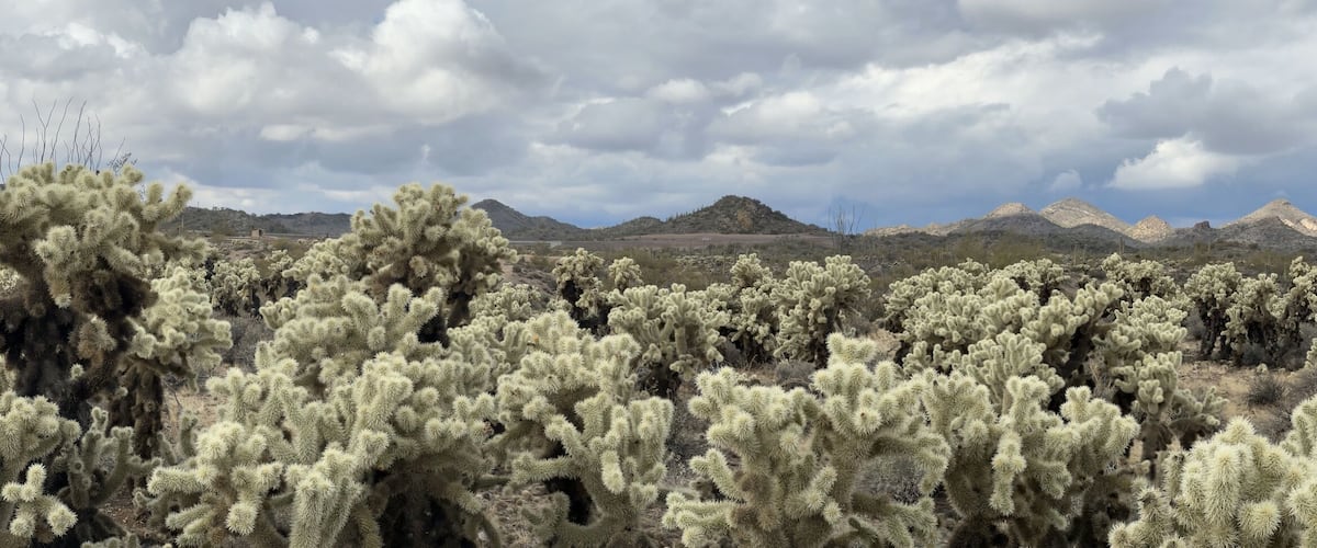 A desert landscape with dense clusters of cacti and distant mountains under a cloudy sky.