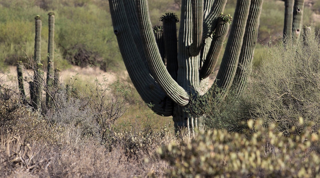 The standard growth in the Arizona desert near Wickenburg AZ