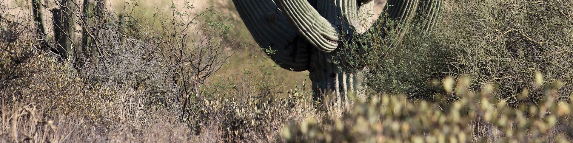 The standard growth in the Arizona desert near Wickenburg AZ