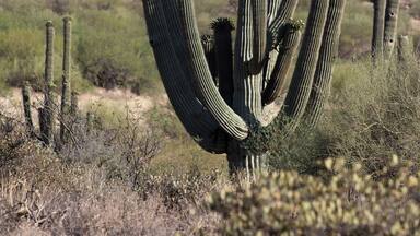 The standard growth in the Arizona desert near Wickenburg AZ