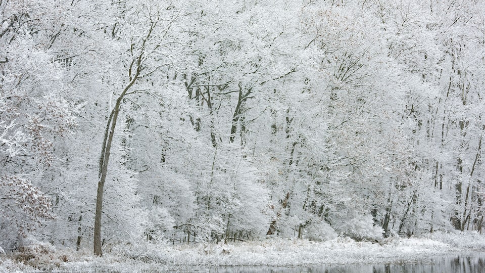 A snow-covered forest with a calm lake reflecting the trees.