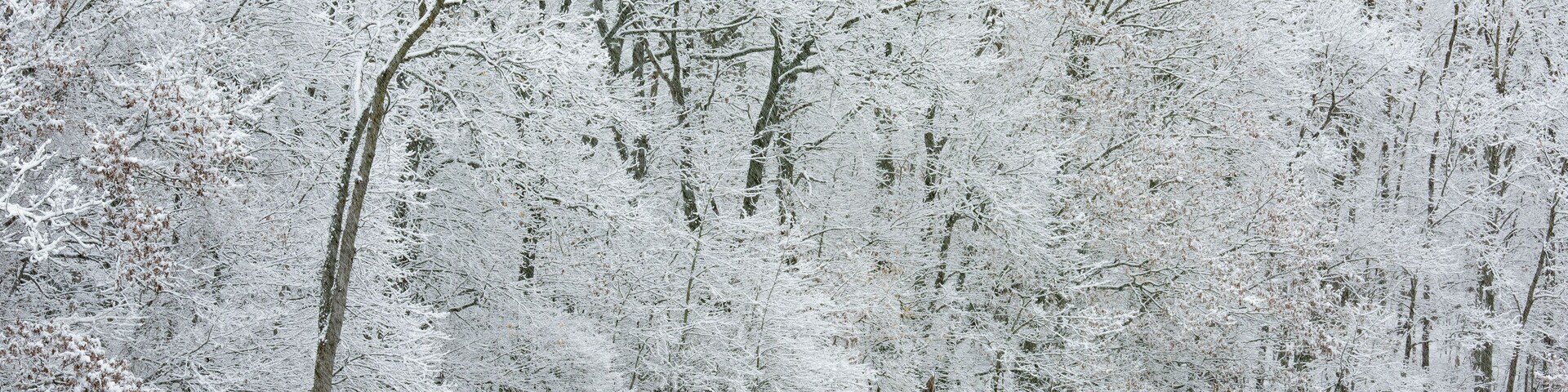 Uma floresta coberta de neve com um lago tranquilo refletindo as árvores.