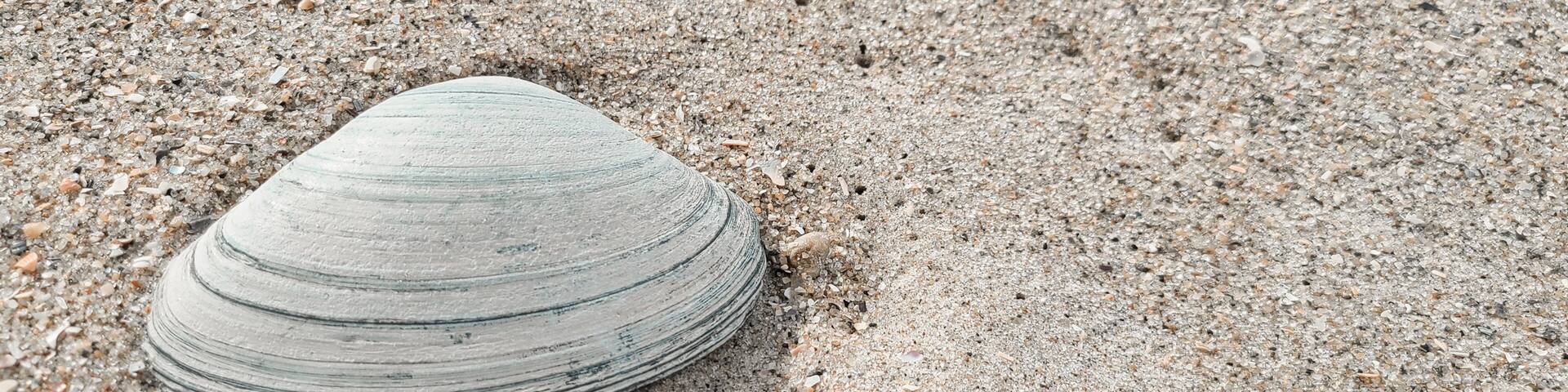 White trough clam on the beach. Shell on the san with copy space. Rockaway Beach, New York.