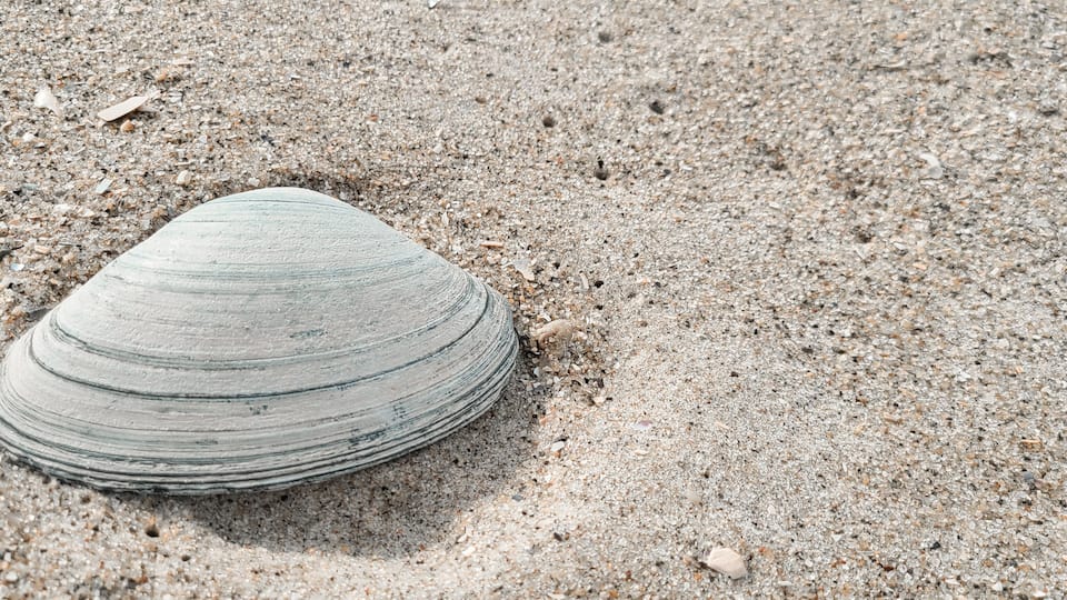 A seashell on a sandy beach.