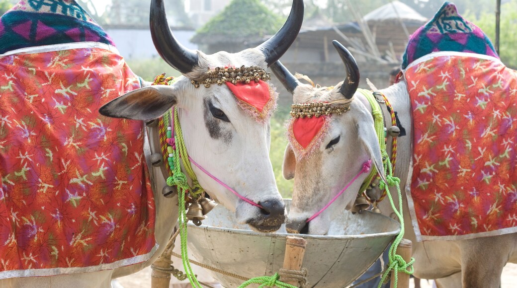 Sonpur Mela Ground
