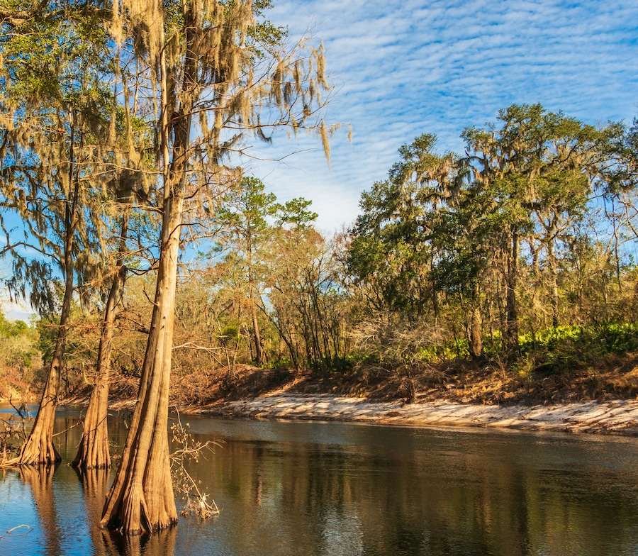 A river surrounded by trees with Spanish moss, clear sky, and a calm water surface.