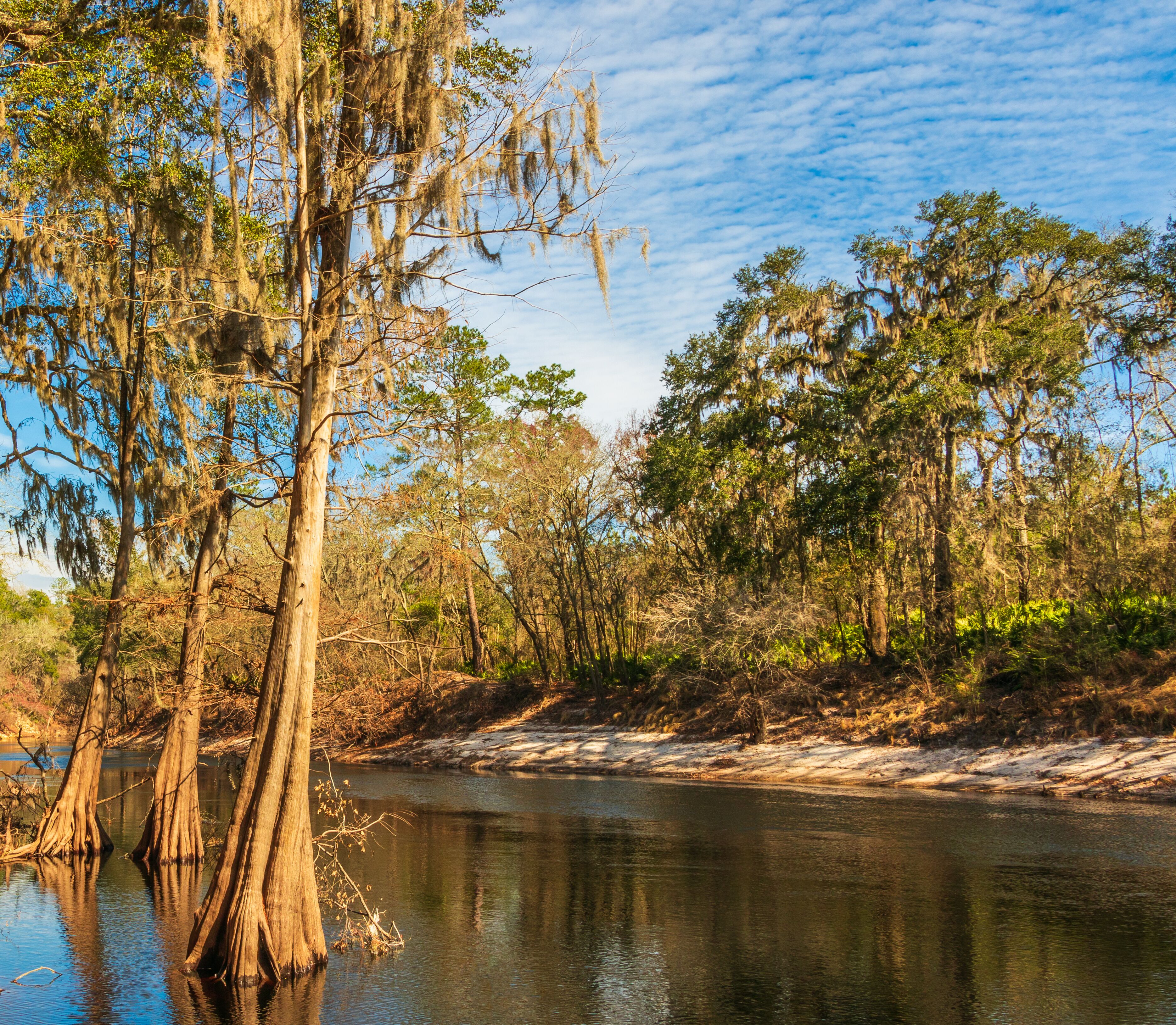 A river surrounded by trees with Spanish moss, clear sky, and a calm water surface.