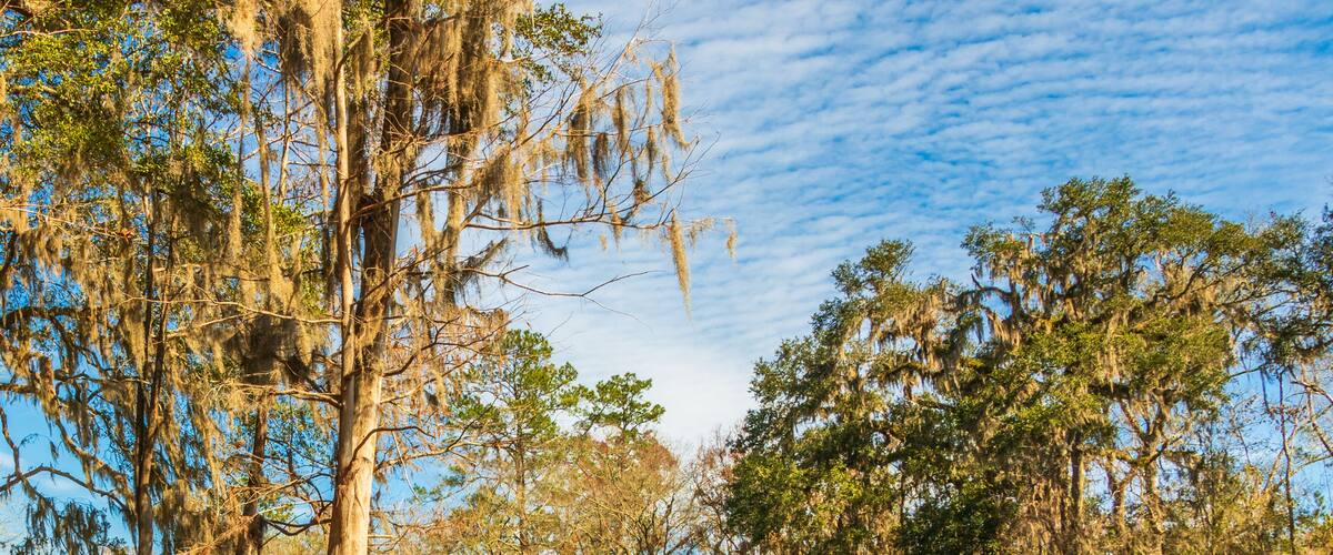 A river surrounded by trees with Spanish moss, clear sky, and a calm water surface.