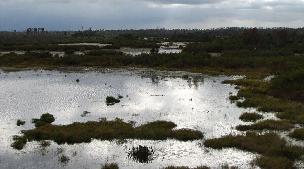 The view from a fire tower at the end of the Chesser Island Boardwalk in the Okefenokee National Wildlife Refuge. If you look closely, you can see alligators in the swamp