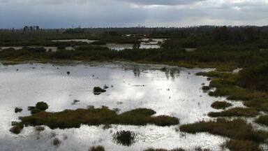 The view from a fire tower at the end of the Chesser Island Boardwalk in the Okefenokee National Wildlife Refuge. If you look closely, you can see alligators in the swamp