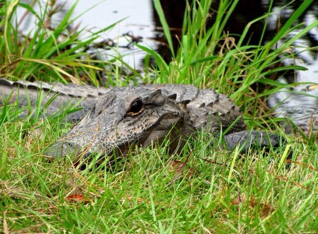 My first time seeing an alligator outside of a zoo. Exhilarating!!!