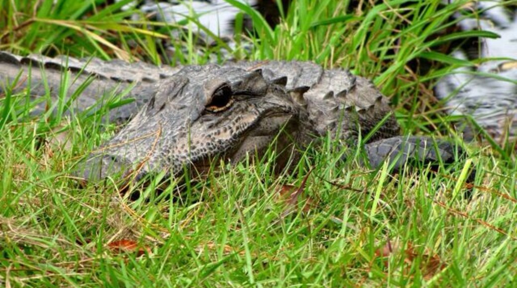 My first time seeing an alligator outside of a zoo. Exhilarating!!!