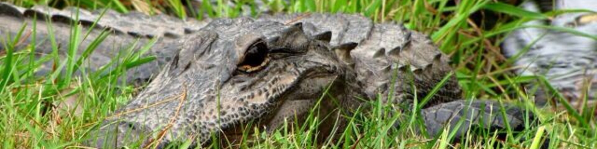 My first time seeing an alligator outside of a zoo. Exhilarating!!!