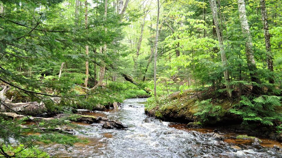A forest stream surrounded by dense green foliage and tall trees.