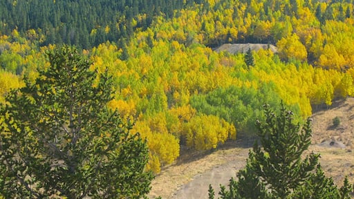 克里普尔克里克