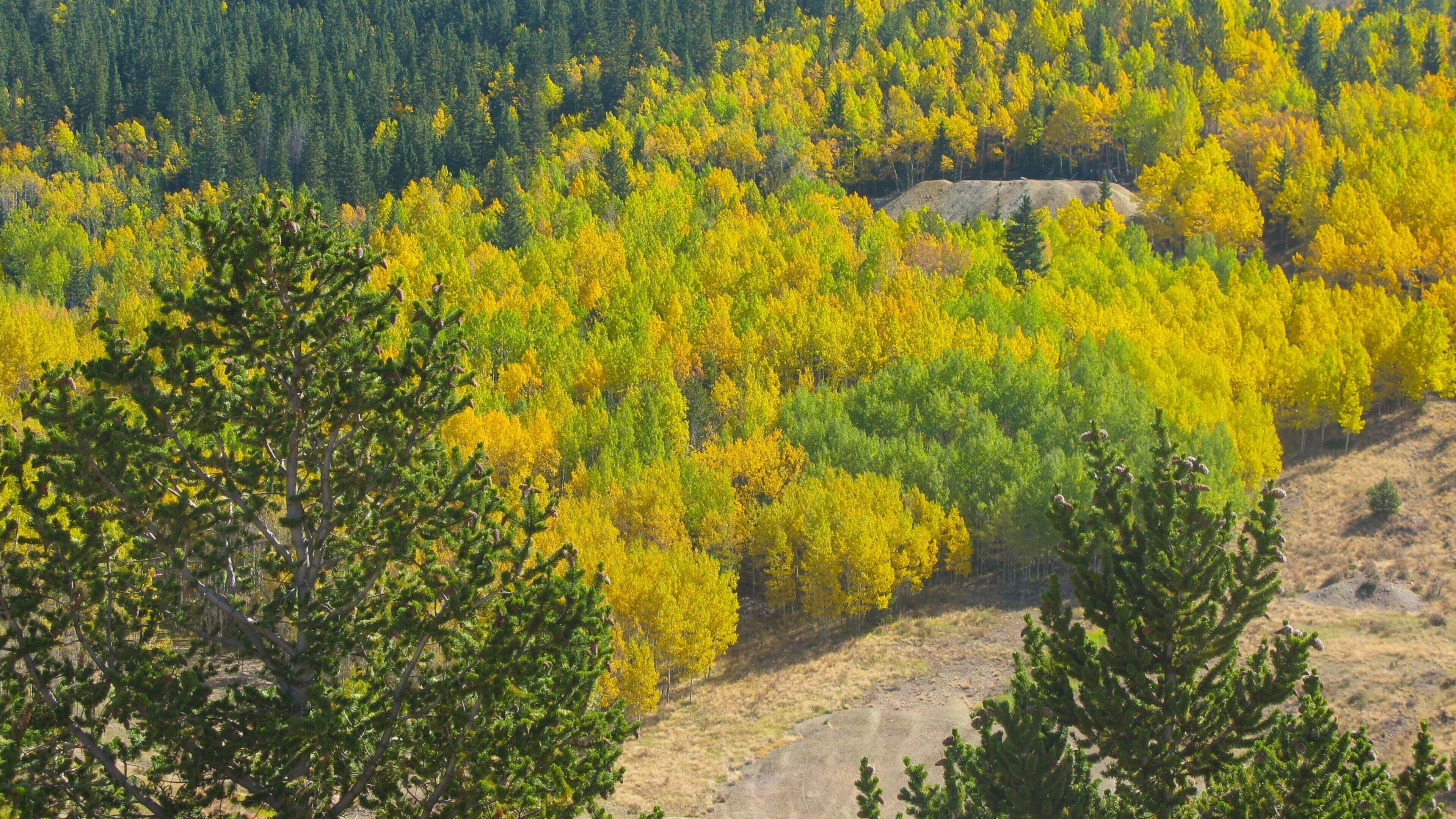 A forest with yellow and green trees, rocky terrain, and a dirt path.