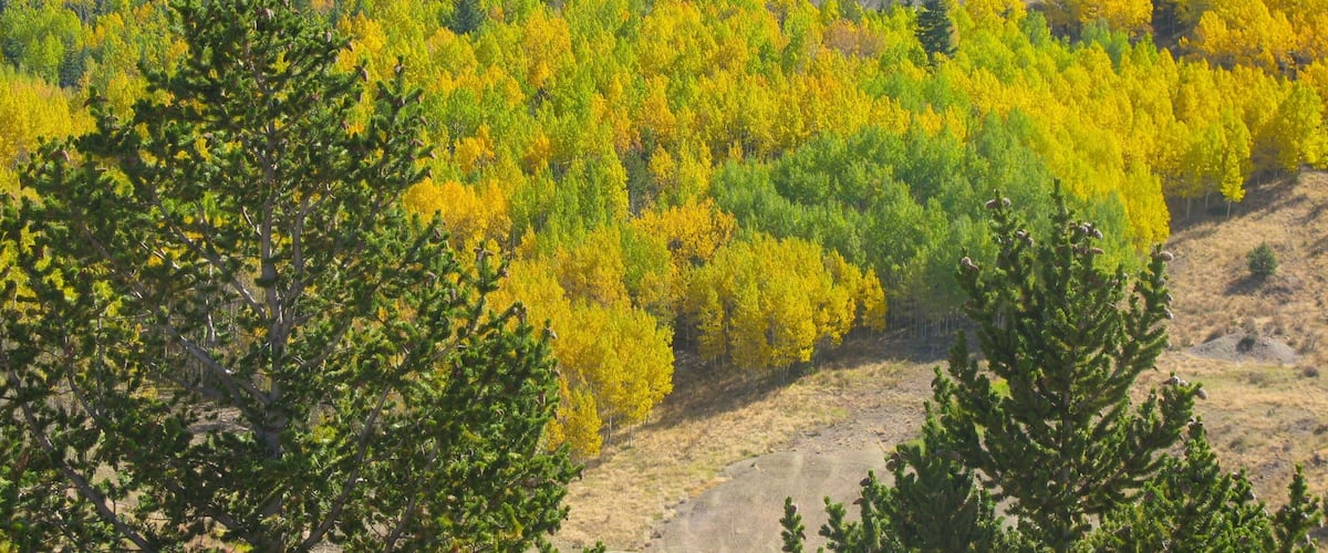 A forest with yellow and green trees, rocky terrain, and a dirt path.