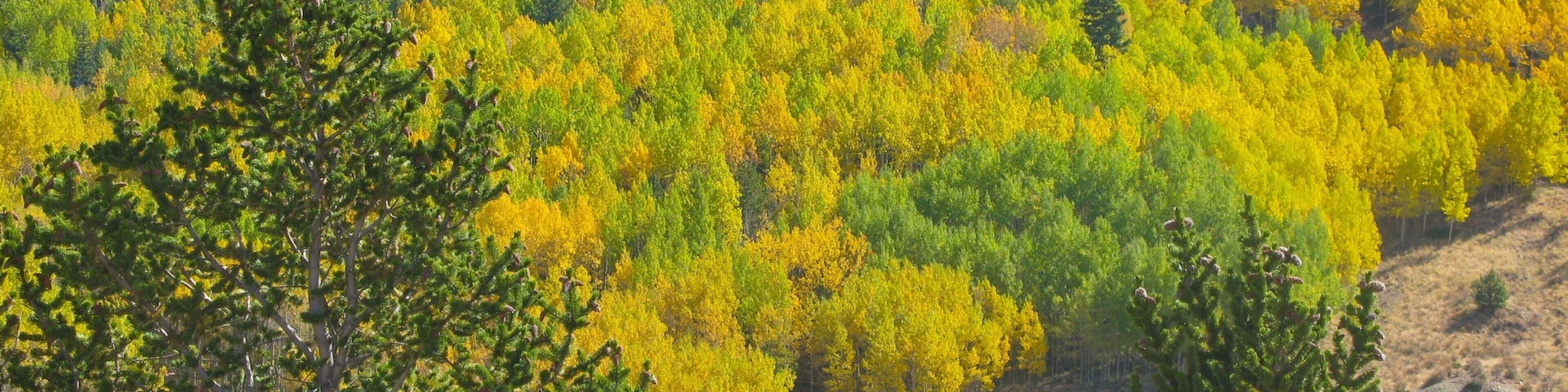 A forest with yellow and green trees, rocky terrain, and a dirt path.