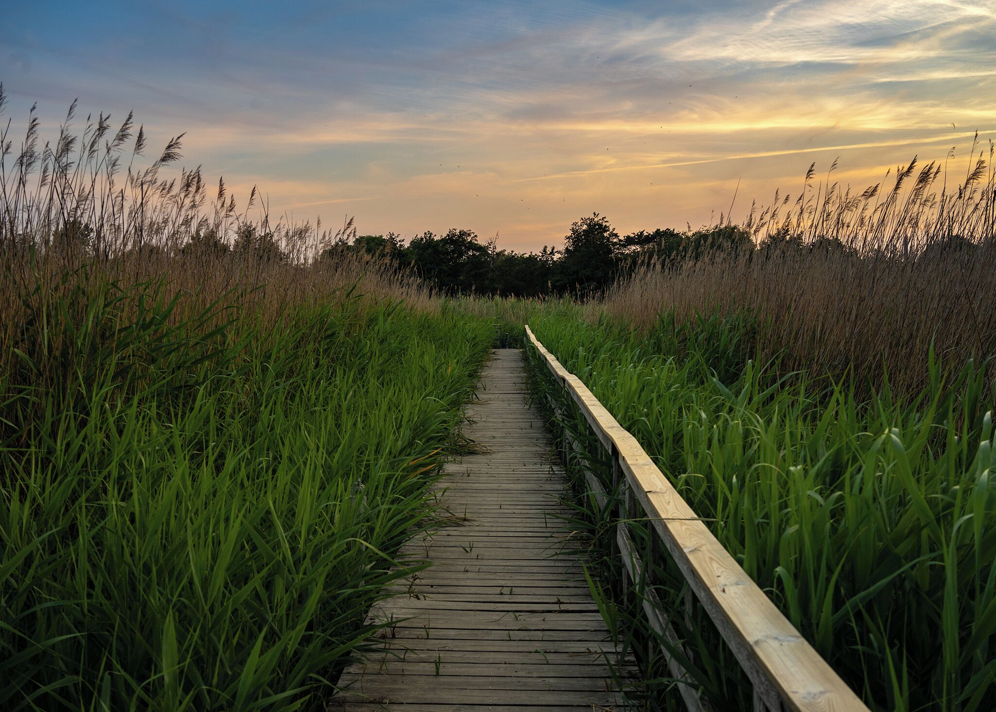 Beautiful nature in Amager region, having a stroll in the late afternoon is always a pleasure to end the day!