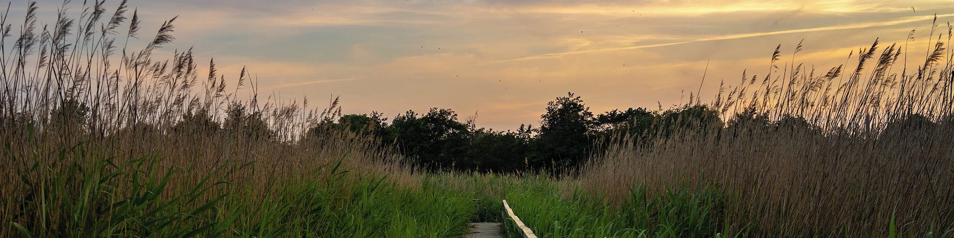 Beautiful nature in Amager region, having a stroll in the late afternoon is always a pleasure to end the day!