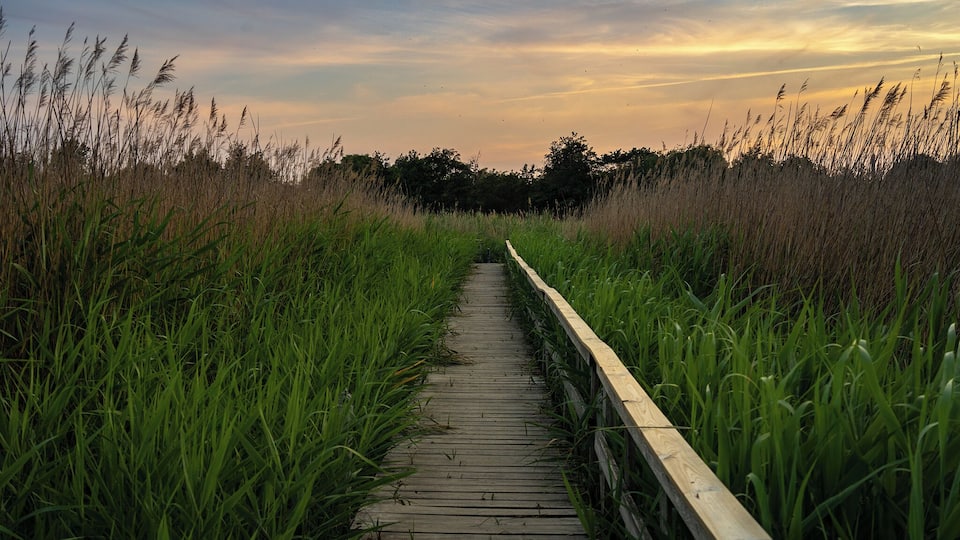 Beautiful nature in Amager region, having a stroll in the late afternoon is always a pleasure to end the day!