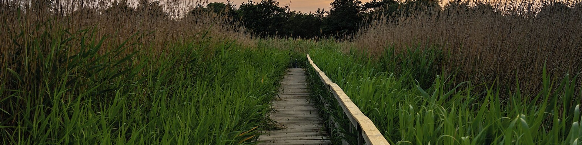Beautiful nature in Amager region, having a stroll in the late afternoon is always a pleasure to end the day!
